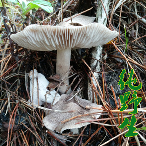 断货新货纯野生松树菇 天然榛菇野蘑菇灰山菇250克干货精选炒炖焖