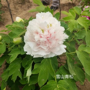 观赏牡丹 【雪山青松】 菏泽国峰 庭院绿植盆栽木本花卉
