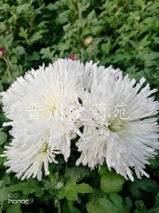 白香梨茶菊/食用菊苗菊花扦插苗对版菊苗大菊菊花苗