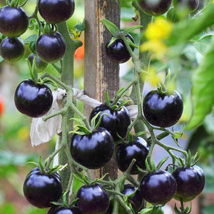 黑色小番茄种子黑钻西红柿种籽圣女果苗四季盆栽蔬菜苗幼苗孑苗秧