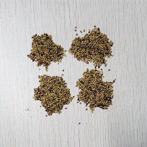 种子吾麦蚂蚁工坊店感兴趣的产品虎耳草水草灯科鱼水草水草能量粉