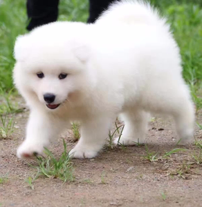 纯种萨摩耶幼犬活体熊版俄罗斯大熊白色可爱型雪橇犬幼犬宠物狗狗