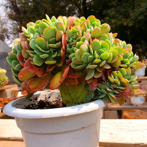 昆明萌多肉 金凤凰缀化 室内防辐射盆栽肉肉植物云南大棚一物一拍