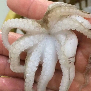 当天新鲜海捕大八爪鱼2斤q弹爆头小章鱼鲜活水产孕妇海鲜火锅食材