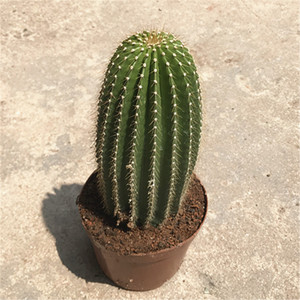 卓小姐多肉大凤龙仙人球柱状大球办公室内防辐射吸甲醛绿植盆栽