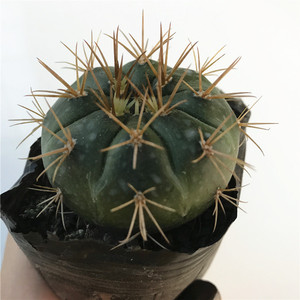 仙人球勇将丸多肉植物组合盆栽桌面防辐射吸甲醛植物盆景易养开花