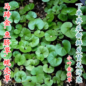 新鲜马蹄金野外小叶金钱草中草药材500g包邮金钱草茶鱼脐草蚬壳草