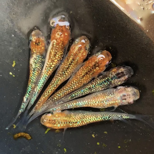 观背青鳉 尤利西斯ユリシス 尤里西斯 极上鱼卵鱼苗鳉鱼亚成种鱼