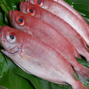 新鲜红石斑鱼富贵鱼新鲜大眼鱼深海海鲜水产鲜活红鱼 长寿鱼