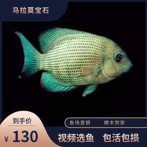 马拉莫宝石鱼饲养图片