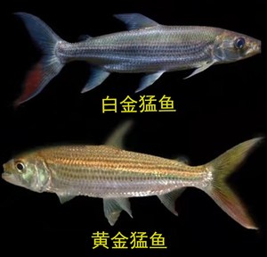 黄金河虎鱼黄金猛鱼白金猛鱼泰庞海鲢哥伦比亚巨暴红尾河虎加拉辛
