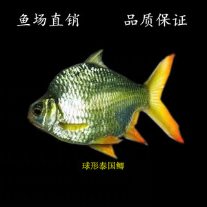 【发财鱼泰国】发财鱼泰国品牌,价格 - 阿里巴巴