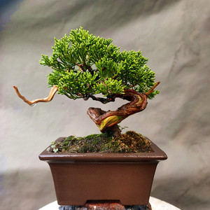 济州柏系鱼川黄金真柏小苗盆景素材绿植