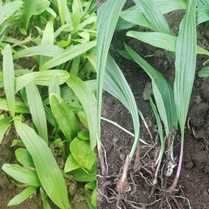 正宗冰球子种子独叶白芨种子中药材山慈菇泥冰子红白芨优质