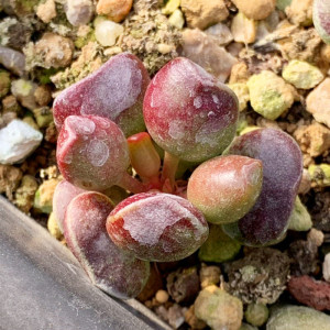 鼓锤水泡多肉 鼓锤水泡 叶片 叶插苗 鼓锤水泡多肉植物一物一拍