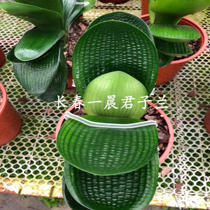 君子兰精品巨无霸宽16厘米圆头和尚短叶麻脸办公桌盆栽绿植吸甲醛