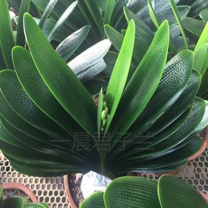 长春君子兰金奖精品 金麦粒圆头短叶 蜡膜麻脸珍珠王麻王元宝珍珠