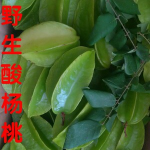 000人付款淘宝潮汕中草药杨桃树根 雄洋杨桃树根 羊桃树根