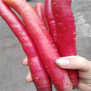 5斤四川农家自种新鲜蔬菜红萝卜胡萝卜泡菜萝卜现挖现发包邮