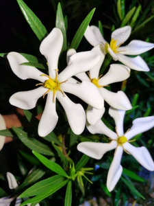 海岛柳叶栀子花 罗汉松叶栀子柳叶水横枝黄栀子单瓣花稀有盆栽苗