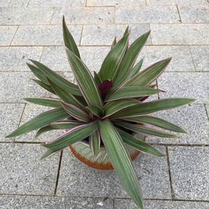 彩虹紫锦蚌兰紫背万年青油画婚礼吊兰多年生室内观叶绿植包邮