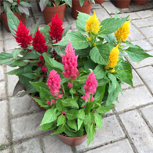 鸡冠花盆栽大苗带花发货凤冠花盆栽花卉室内阳台庭院花镜花卉包邮