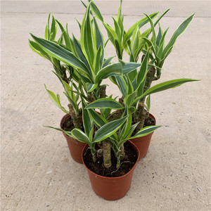 巴西美人杆老桩观叶植物盆栽室内客厅办公吸甲醛美观盆景绿植包邮