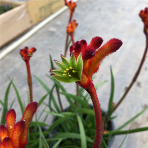 进口澳洲袋鼠兰盆栽 花苗室内阳台庭院植物兰草花卉耐活好养包邮