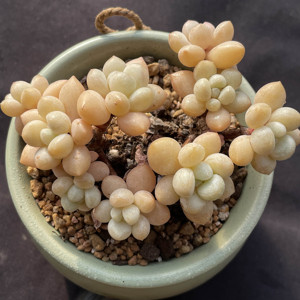 泡泡糖群生一物一拍 果冻多头全状态控养稀有品种贵货多肉植物