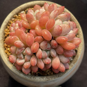 小粉蛋群生一物一拍 肥圆小萌豆 全状态多头精品控养多肉植物