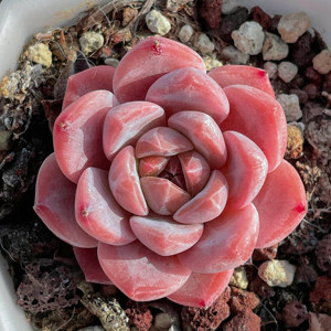 冰魄一物一拍 正版糖心钻石纹暗纹 稀有品种小贵货多肉植物