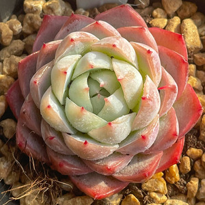 孤星一物一拍 月影系精品控养多肉植物