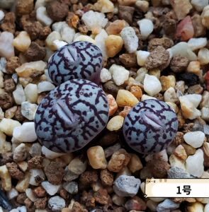 rr714 墨小锥 3头群 肉锥 大宇番杏