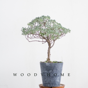 白鹿异植园淘宝庭院地被色系植物 盆景素材 雪艾 芙蓉菊crossoste