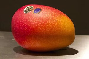 新品现货日本宫崎太阳之子芒果新鲜水果香浓嫩滑入口即化单个装
