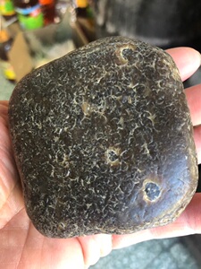 黑龙江天然牛角冻透草桫椤化石标本原石观赏石雕刻料228克