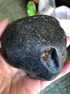 黑龙江天然牛角冻透草桫椤化石标本原石观赏石雕刻料333克