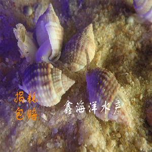 翻砂螺食藻螺海水鱼缸底沙清洁翻砂生物