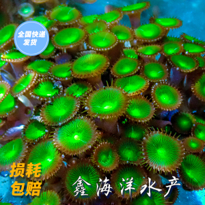绿水螅 绿色大眼纽扣珊瑚海水软体可繁殖软体lps荧光印尼活体生物