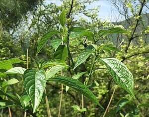 浙江泰顺特产野菜清风丝金刚术大青叶空心菜清凉烧汤现采500g