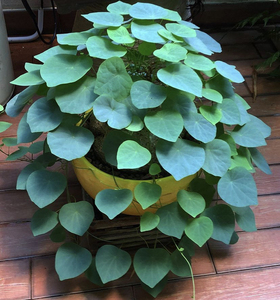 千金藤盆景招财龟绿藤山乌龟金不换室内块根植物水培多肉花卉绿植