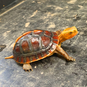 【黄缘龟安缘】黄缘龟安缘品牌,价格 - 阿里巴巴