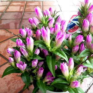 龙胆花苗粉花安代童话盆栽耐寒耐热宿根草本花卉耐阴好养爆盆