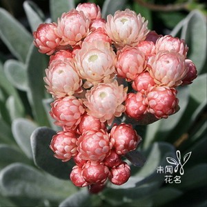 日本银叶蜡菊红宝石簇盆栽宿根稀有花卉花叶共赏花苗英式花园素材