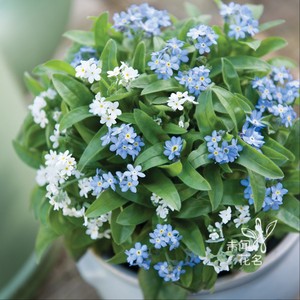 矮生小花勿忘我花苗白花清新白色盆栽早春开花好养耐阴情人恋人