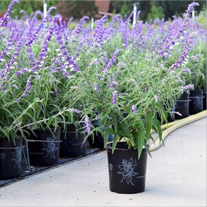 多年生耐热花园庭院植物双色鼠尾草花苗勒坎萨salvia leucantha