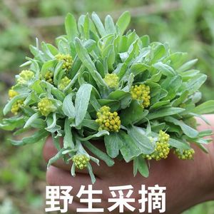 水牛花湖南邵阳特产鼠曲草清明草艾草野菜粑粑现做水牛花粑粑