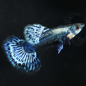 泰国原线新品种进口大背蓝龙blue dragon孔雀鱼热带鱼种凤尾鱼