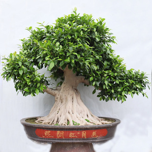 小叶白皮榕树盆景老桩一物一拍庭院别墅阳台室内客厅大型绿植盆栽