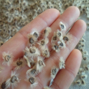 天然干花 自然原色3克 野外干果果实 自然风干 真花 花束 装饰